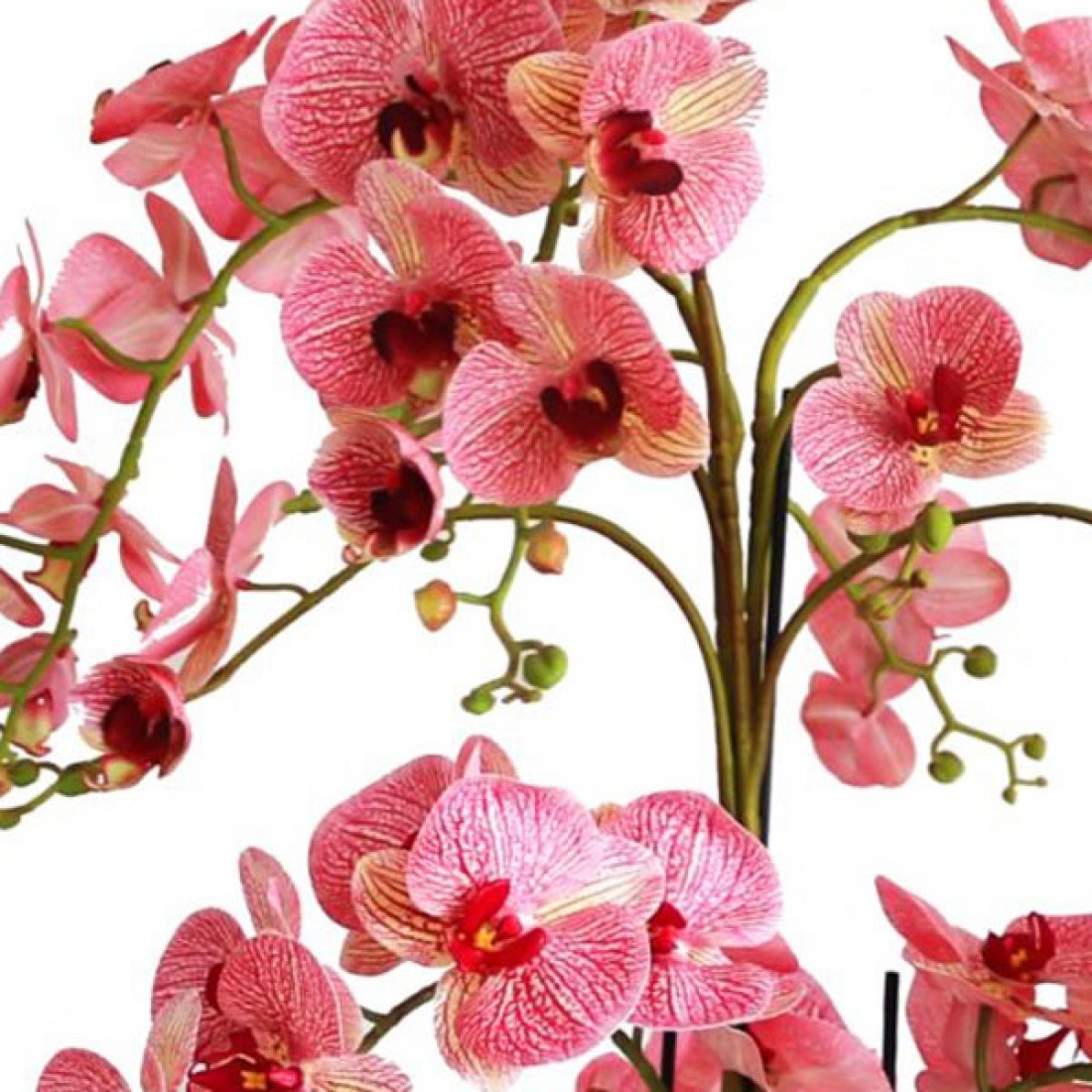 Orchid Plants For Sale Uk